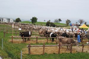 schauplatz schindellegi berblick